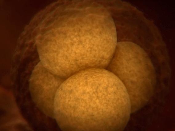 妈妈讲精子和卵子的结合,精子与卵子结合过程科教片