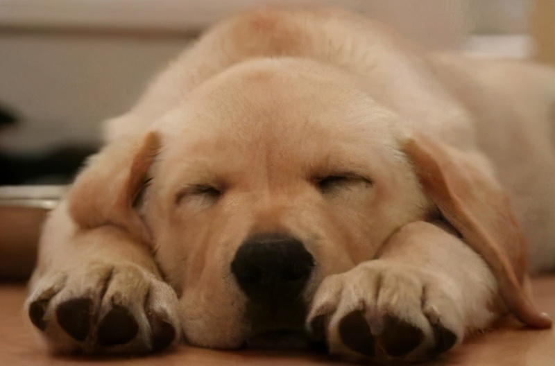 分离焦虑的狗狗怎样纠正,主人对狗狗有分离焦虑症