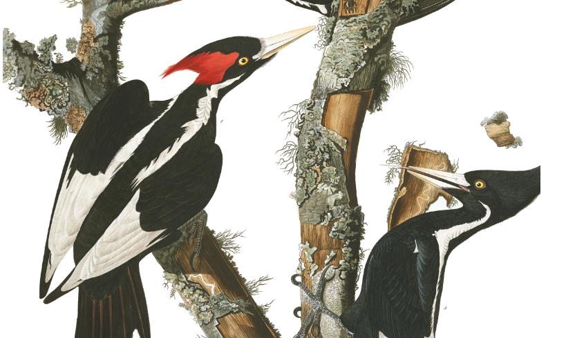 动物的舌头会变成什么样,所有动物的舌头是怎样的