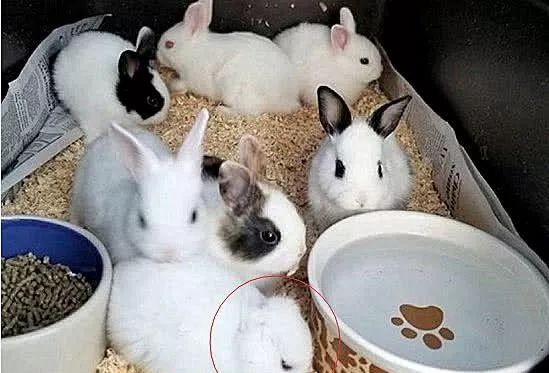 母兔第一窝生了3个小兔正常吗,母兔生了窝小兔