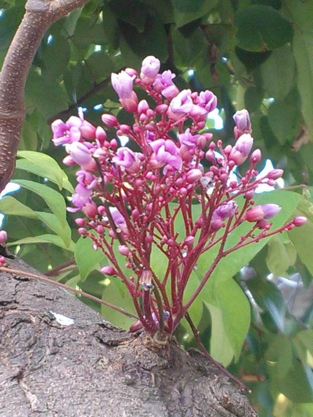 杨桃苗种植,杨桃树的种植