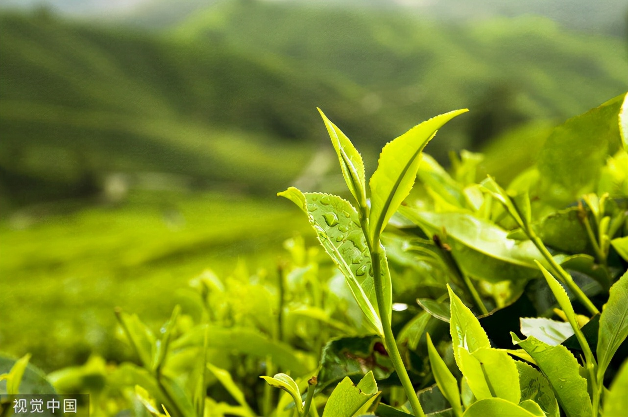 茶的种类价格表,茶的品牌和种类