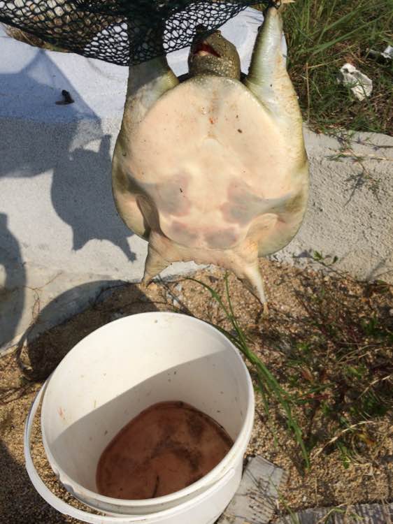 甲鱼的各种钓法,甲鱼怎么钓最简单方法