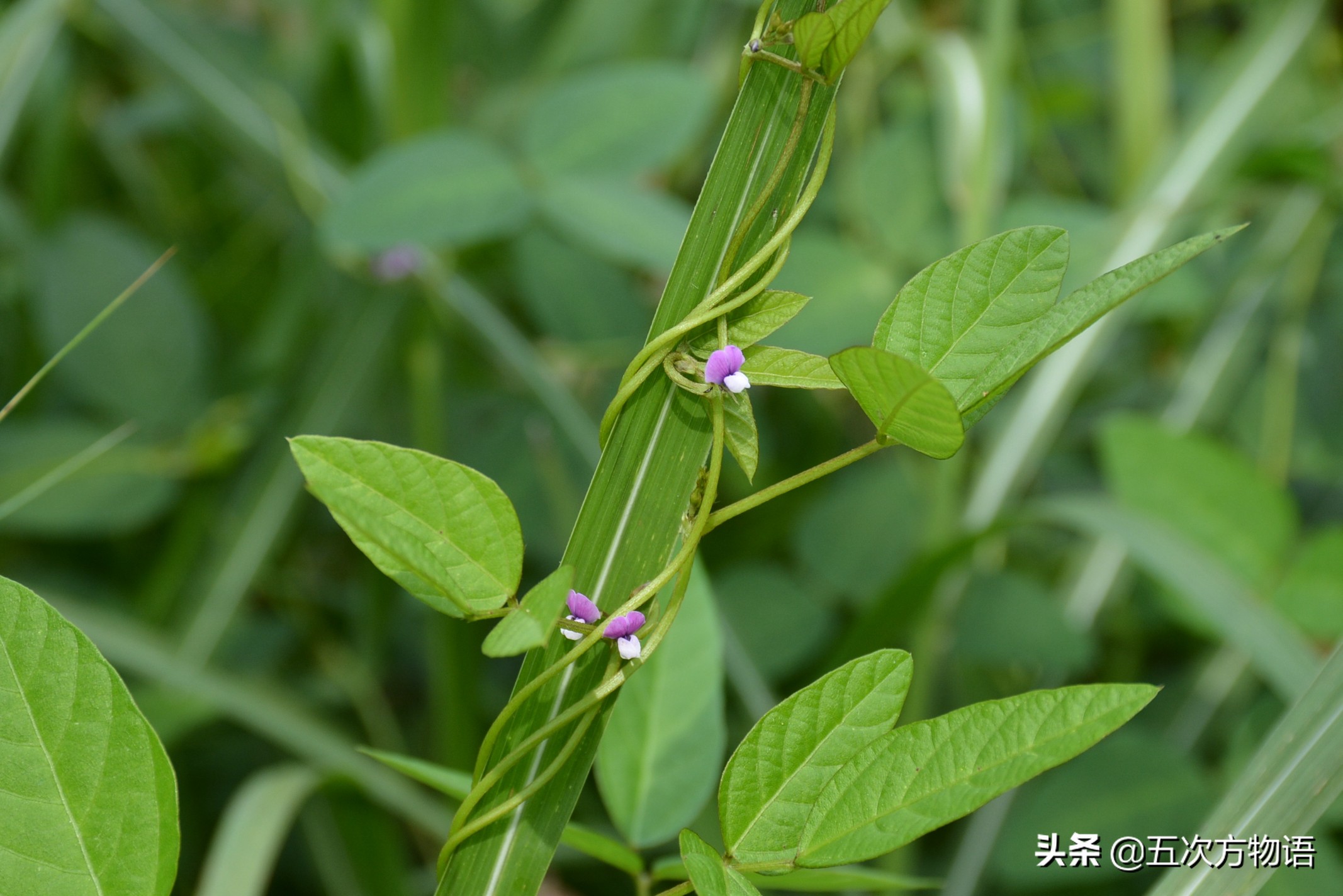 很多粮食作物原产南美洲,中国第一大粮食作物