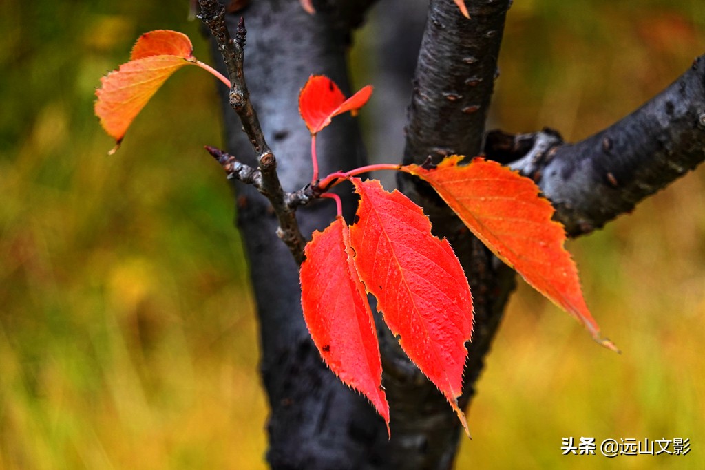 索尼黑卡二怎么拍,索尼黑卡2大光圈拍视频