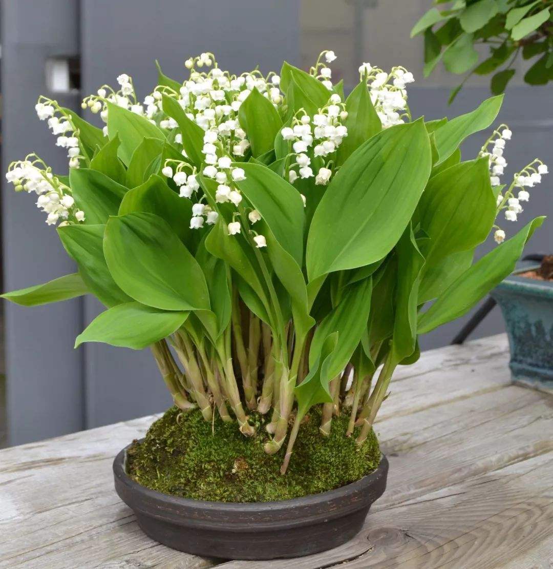 铃兰花怎么养能开花,铃兰花养出来的样子