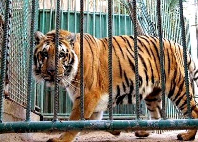 圈虎行全文,圈虎行诗句