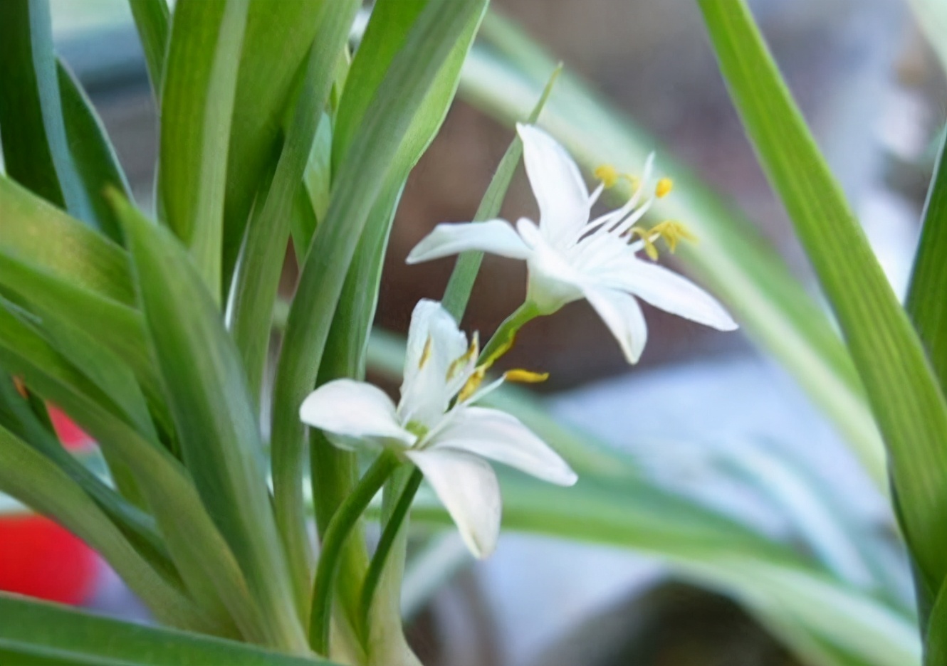养花的小窍门是什么呢,养花只需要一招