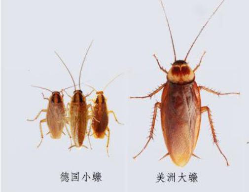 猫能把家里蟑螂抓完吗,家里有猫怎么预防蟑螂最有效方法