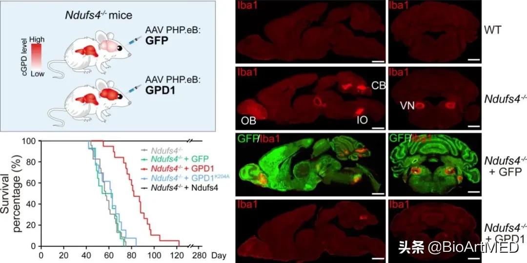 线粒体最新临床进展,线粒体最新治疗进展