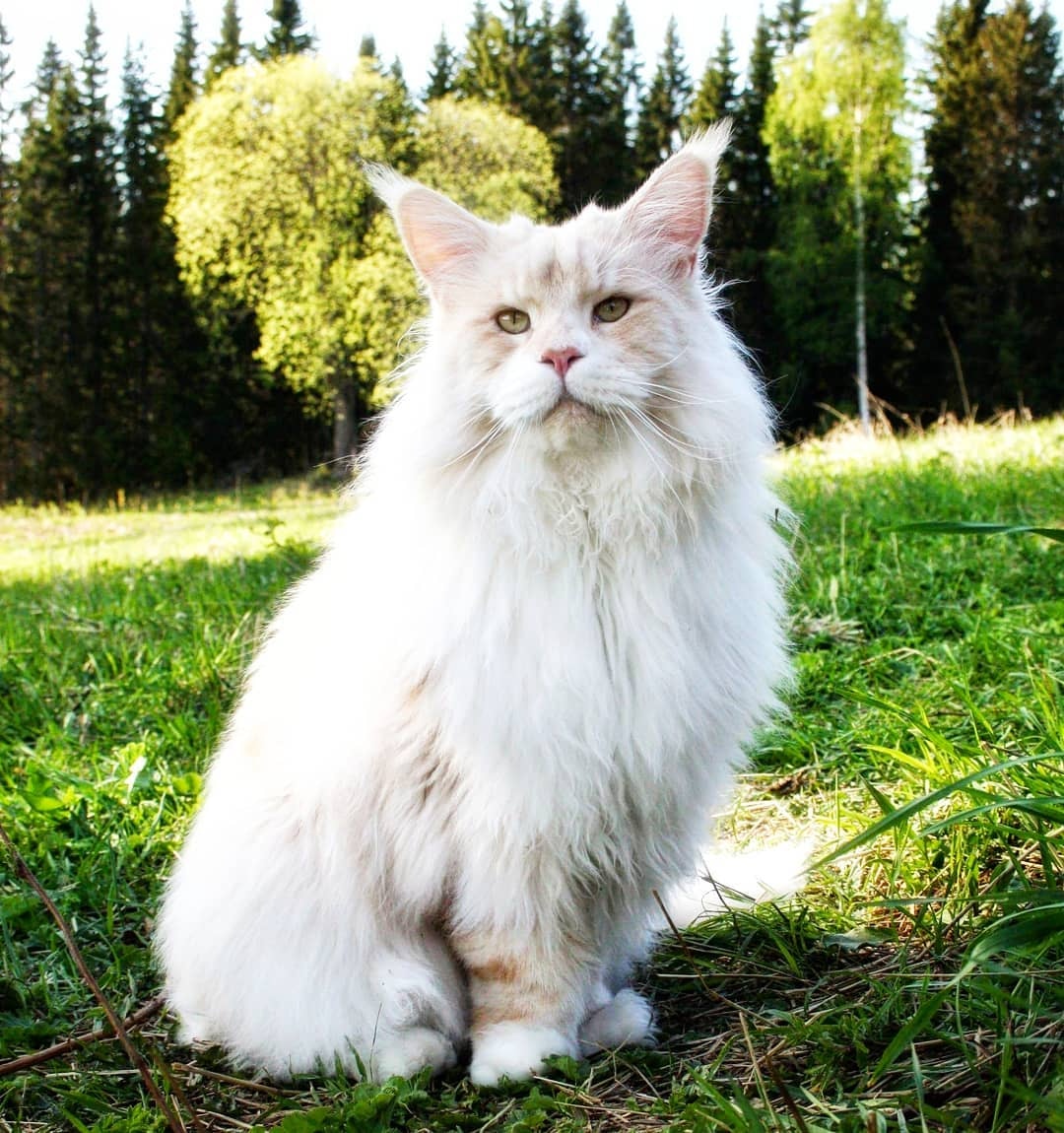 缅因猫这么温顺怎么在野外生存,缅因猫和狸花猫能不能好好相处