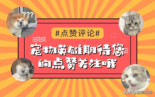 雪纳瑞总是不长记性喜欢家里瞎搞,雪纳瑞什么情况要换狗粮