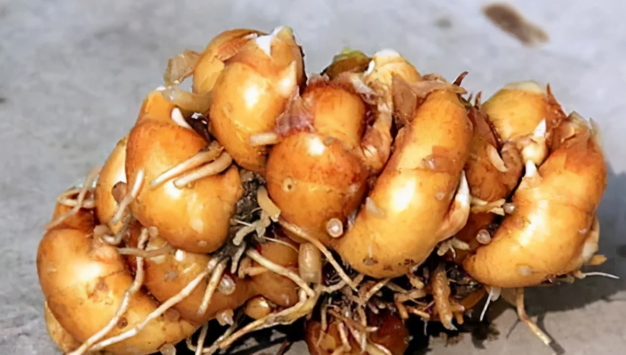 去化州一定要吃什么,化州游玩记