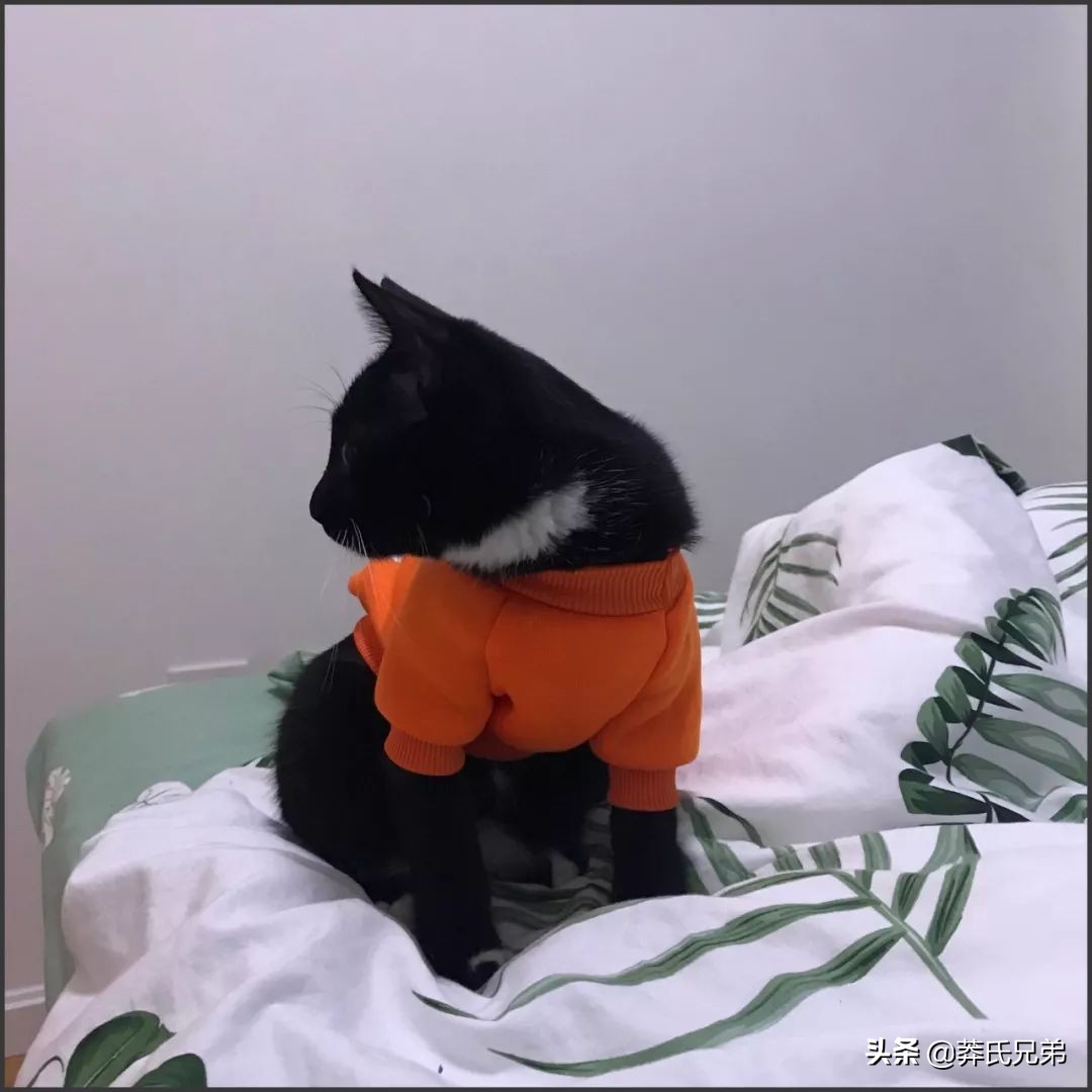 宠物秀场最新动态,亚宠展宠物时装秀人气火爆现场