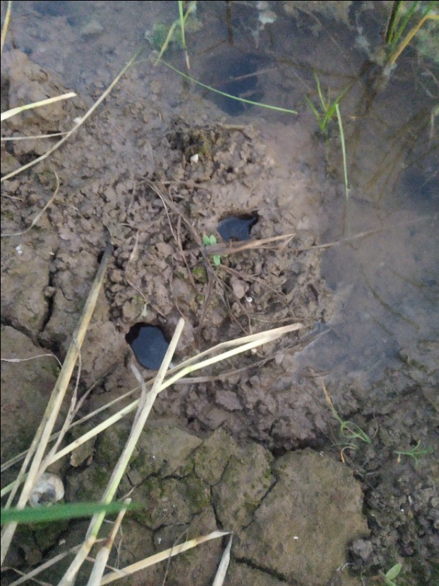 小龙虾洞一般几只龙虾,小龙虾辟谣