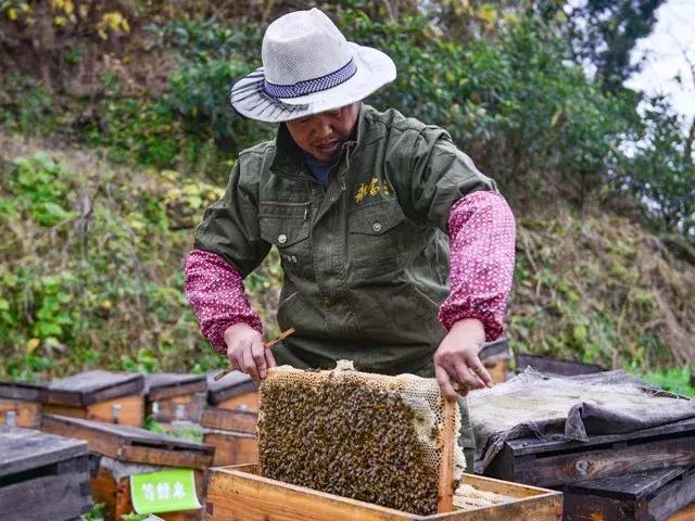 冬季才能酿得的“枇杷蜜”，甜润生津，稀少珍贵，女人的养颜神器