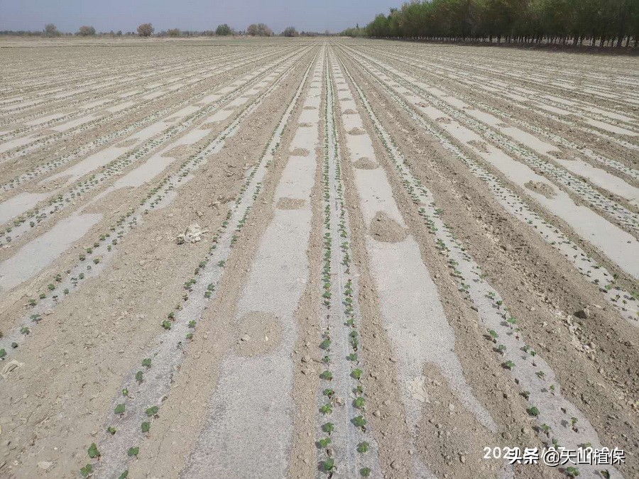 棉苗病害最佳治疗方法,棉苗药害死亡