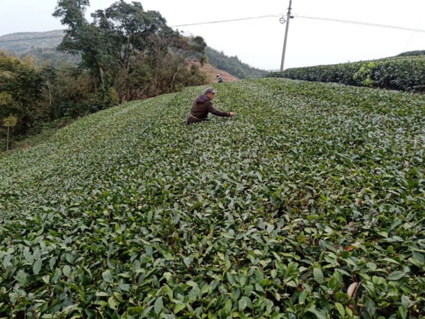 寿眉贡眉哪个煮的好喝,白茶排名牡丹贡眉寿眉
