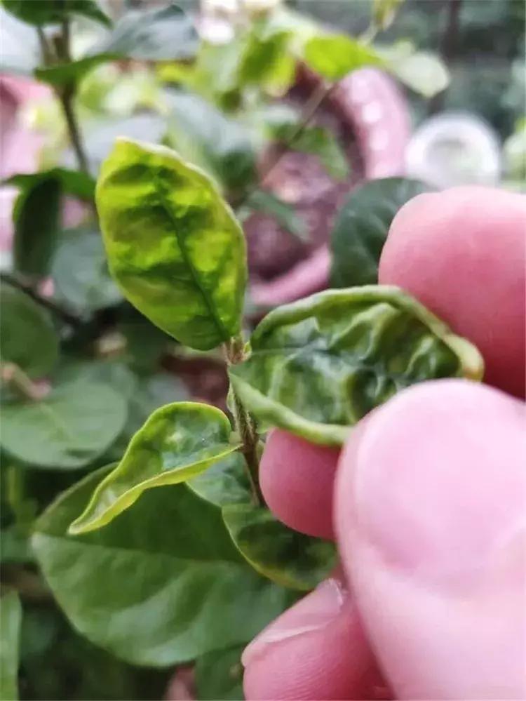 茉莉叶子不舒展怎么回事,茉莉叶子卷曲怎么办