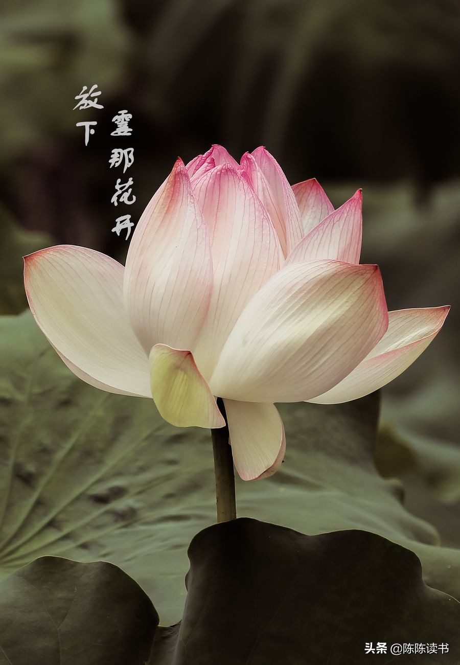 老夫妻总吵架如何相处,老夫老妻经常吵架怎么化解