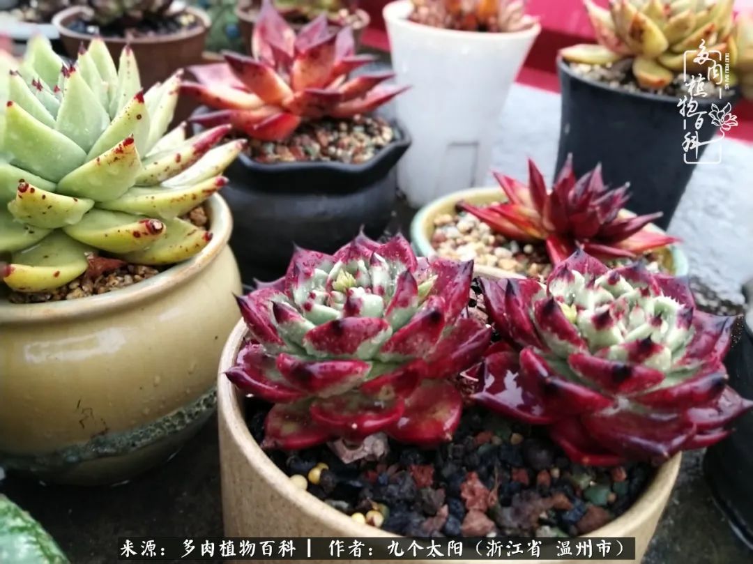 景天、球和龙舌兰，只要是多肉，都喜爱