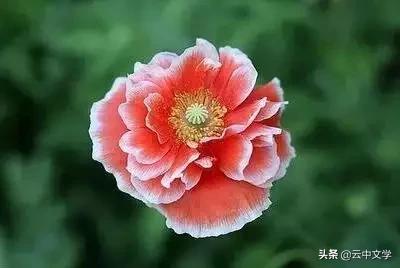 花语大全100种花图片,100种花的花语太全了