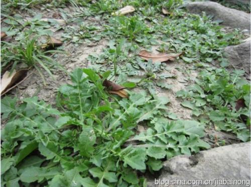 舌尖上的中国百年相传美食,舌尖上的中国美食教材书