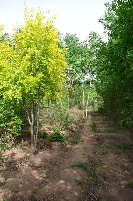 忻州花卉植物园,山西原平植物园