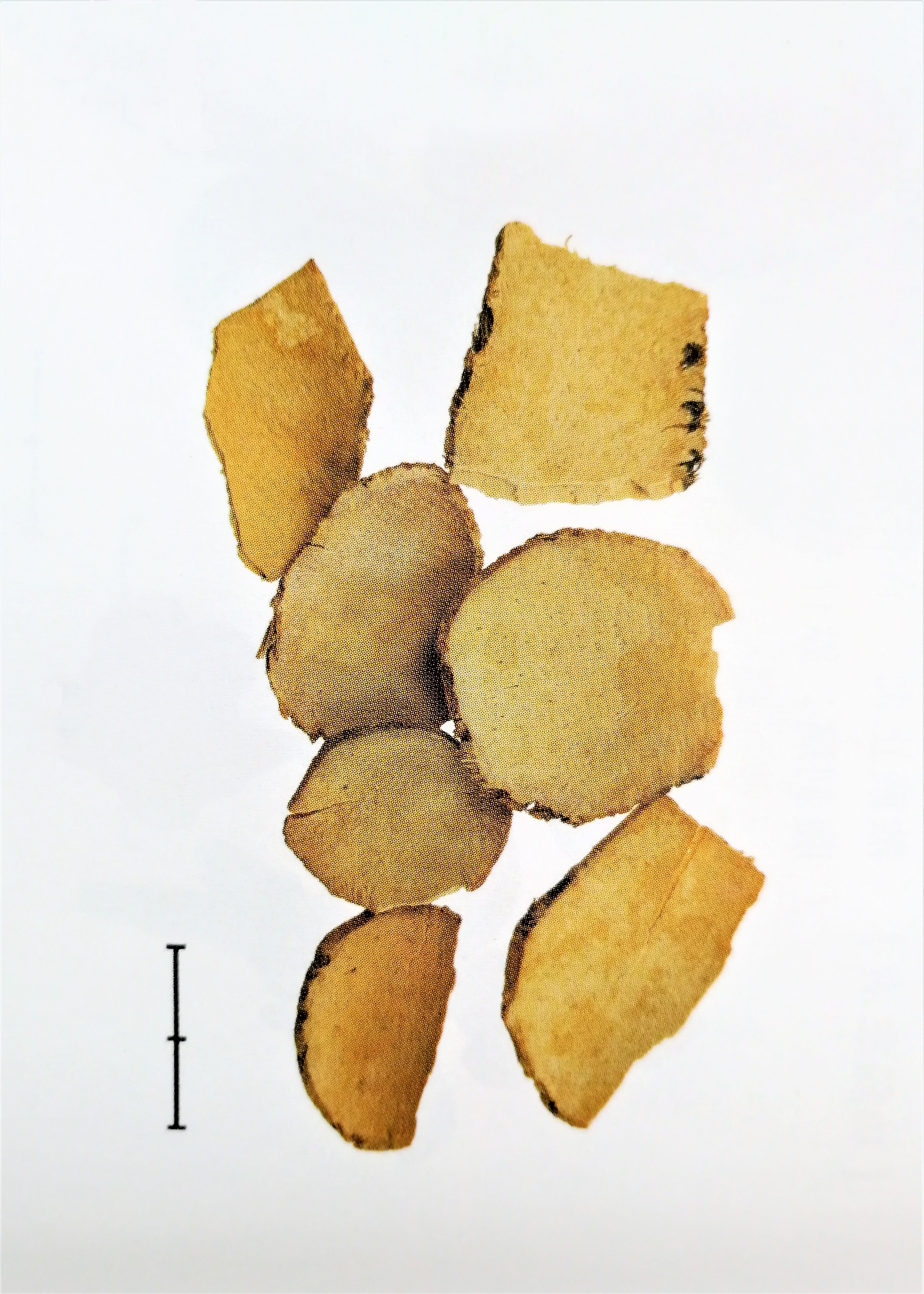 止痛中草药第一名,散瘀止痛的最佳方法