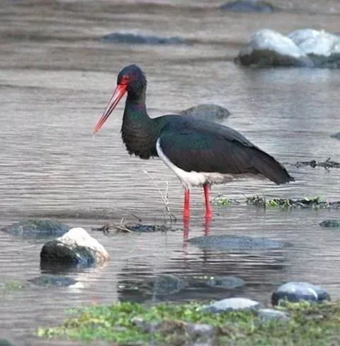 猩猩之火丨别再给“丑车”找借口了