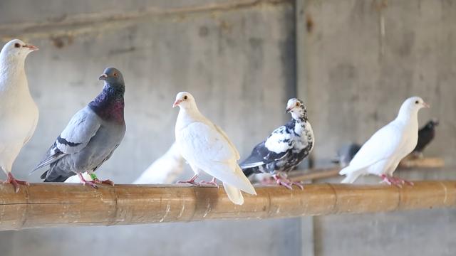 乳鸽喂什么可以提高成活率,乳鸽怎么提高成活率