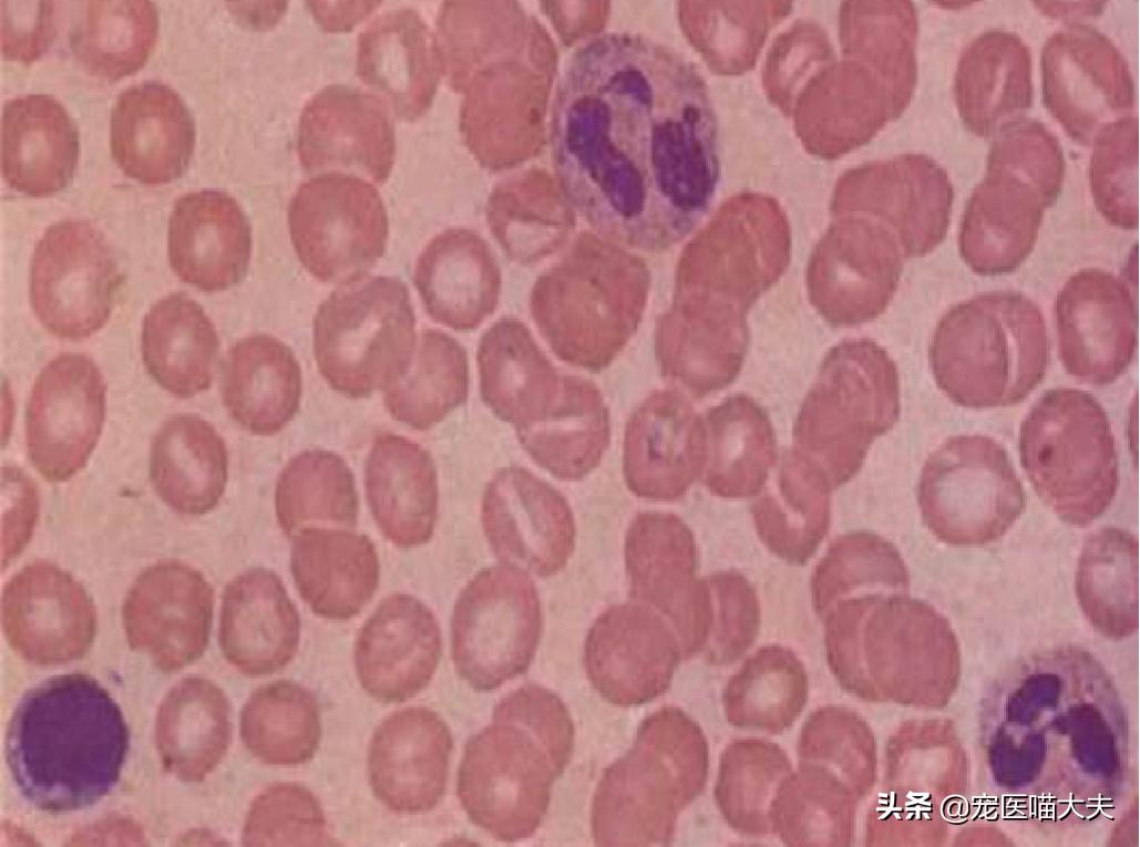 宠物弓形虫检查怎么查的,宠物医院如何检查猫弓形虫