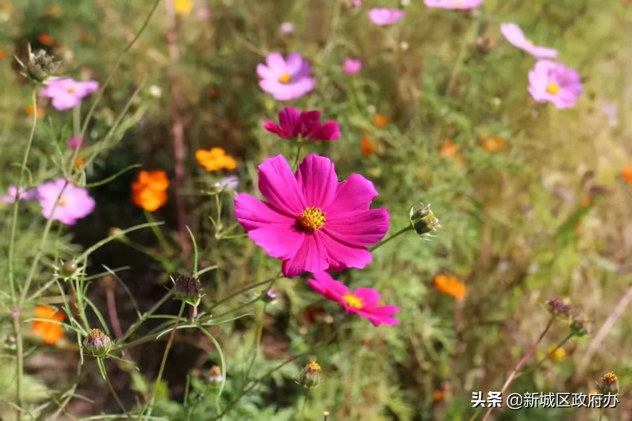 田园风光美如画乡村旧貌换新颜,乡村振兴绿色田园景如画