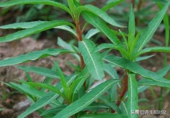 十大解酒的草药,能够解酒毒的中草药都有哪些