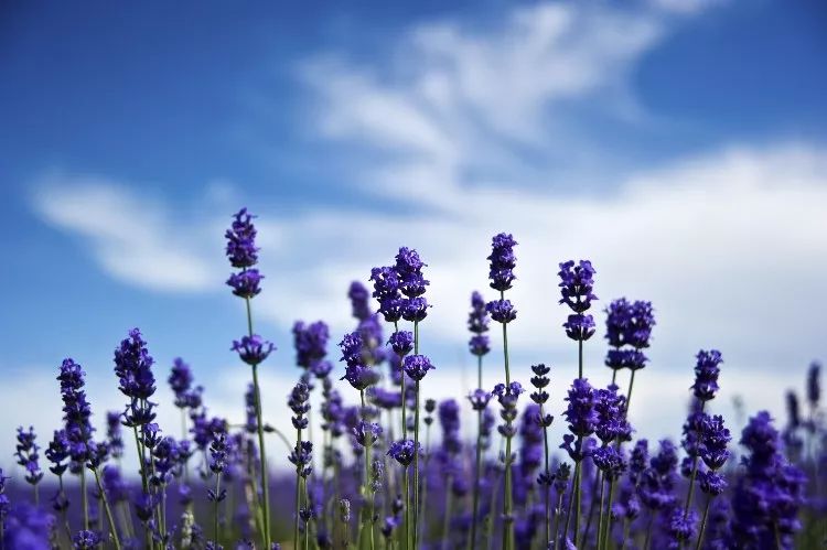 伊犁霍城薰衣草普罗旺斯,霍城薰衣草和北海道普罗旺斯