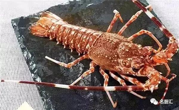 世界顶级海鲜你认识几种类型,世界顶级海鲜