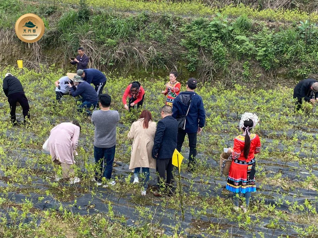永顺莓茶和张家界莓茶的区别,张家界莓茶什么人不适合喝