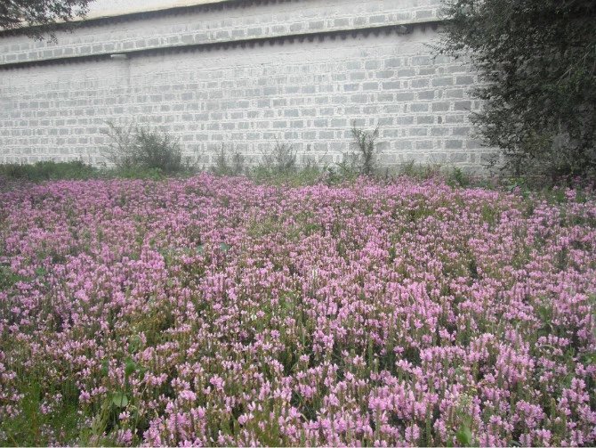 女孩独自一个人去旅游的心理,独自一人去西藏在哪里最好