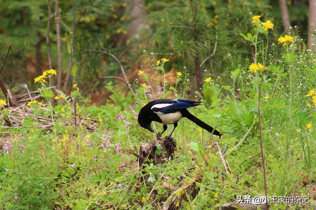 国际爱鸟日天桥岭,国际爱鸟日