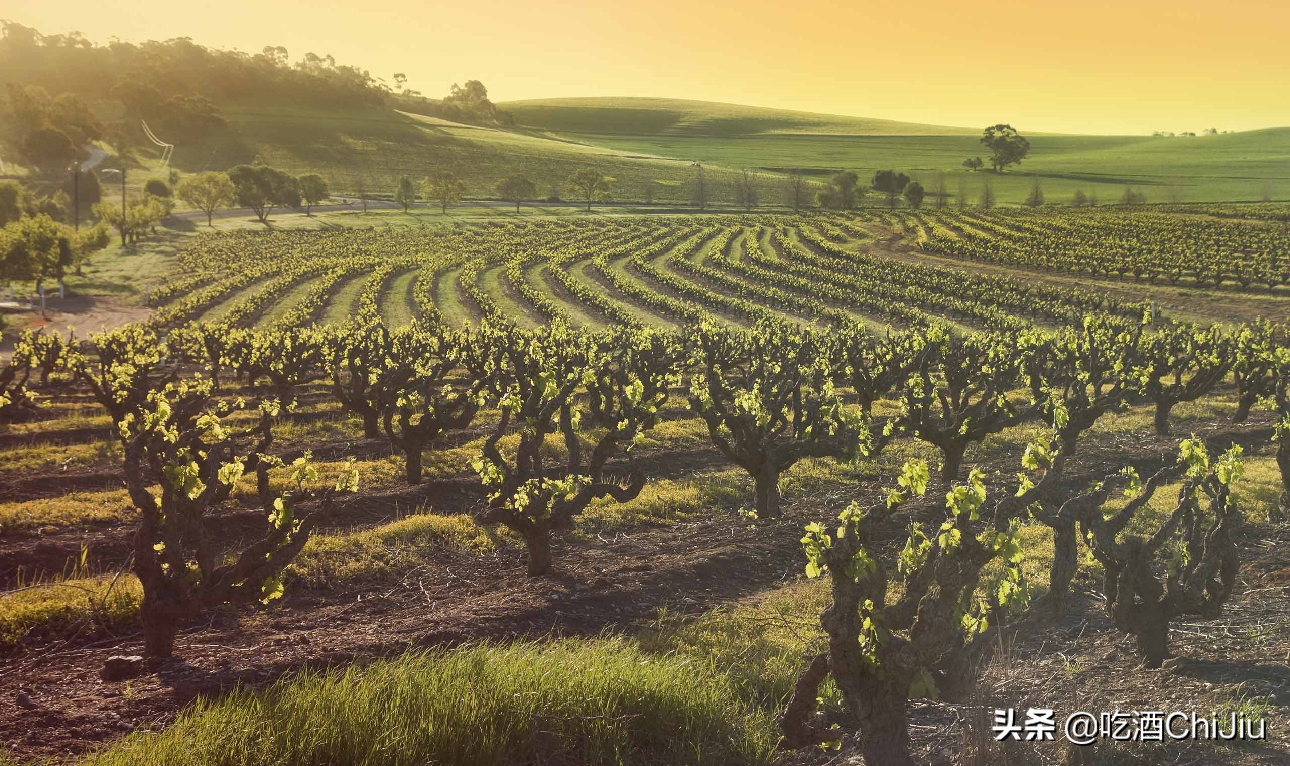奔富8号属于什么档次,奔富8是混合的吗