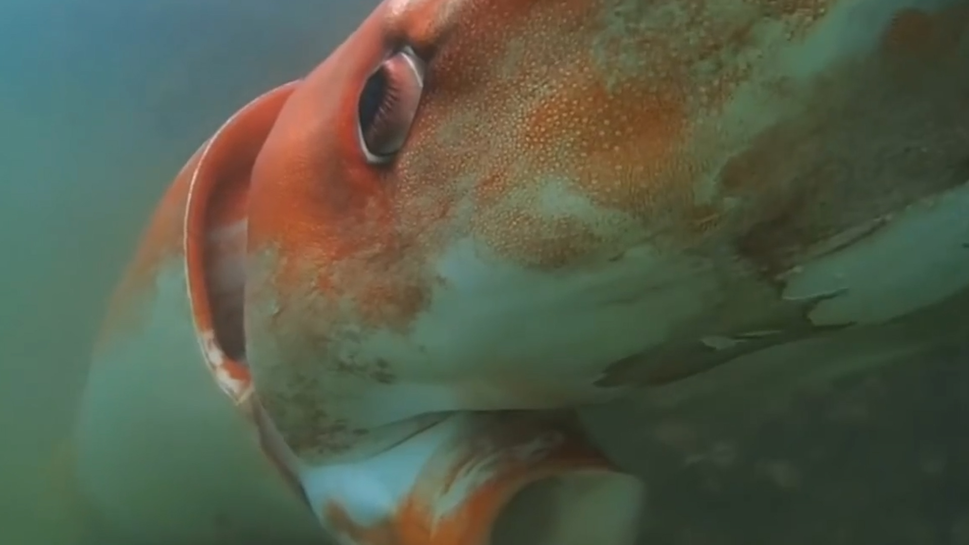 比大王乌贼还大巨型酸浆鱿,深海巨型大王酸浆鱿可以活多少年