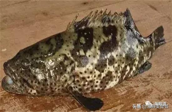 102种海鲜,营养丰富的海鲜有哪些品种