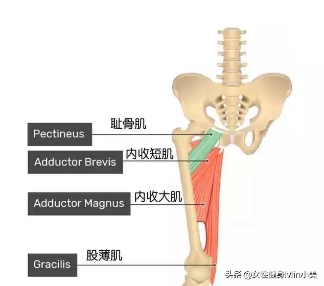 紧致大腿内侧赘肉简易动作,大腿内侧紧实的有效的方法