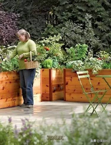 怎样在纸上种菜,纸上种菜的技术很简单