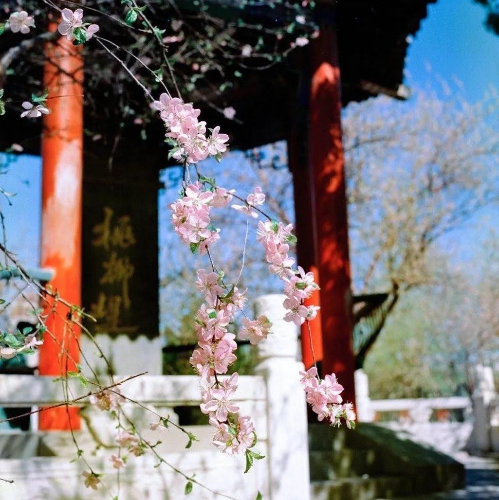 一个不出郑州的踏青好去处,天津春游公园推荐