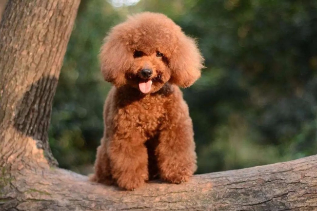 泰迪犬早上起来吐黄泡沫是咋回事,泰迪犬吐黄色泡沫怎么办