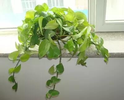 献给那些养花每次都养死的人文案,一直养死花但从未放弃养花