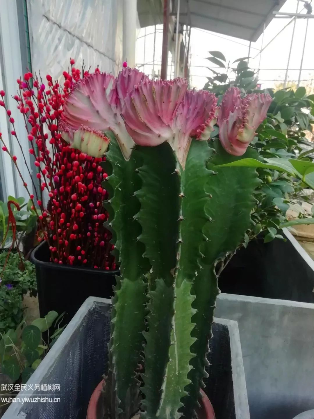 园艺沙龙|前方高能！一大波人相约逛花市，究竟淘了些啥？