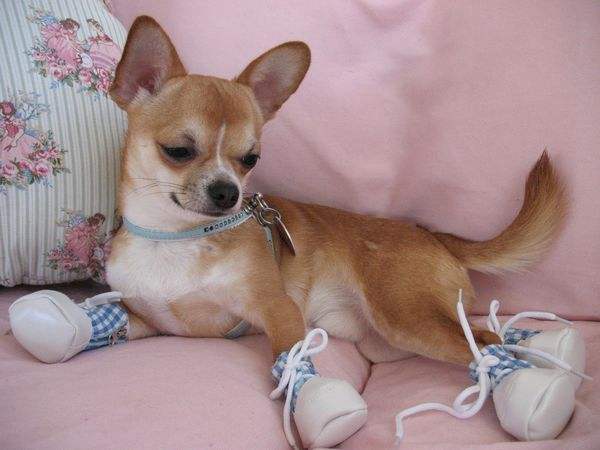 狗狗老是咔咔是怎么了,狗狗老是啃主人的手要制止吗