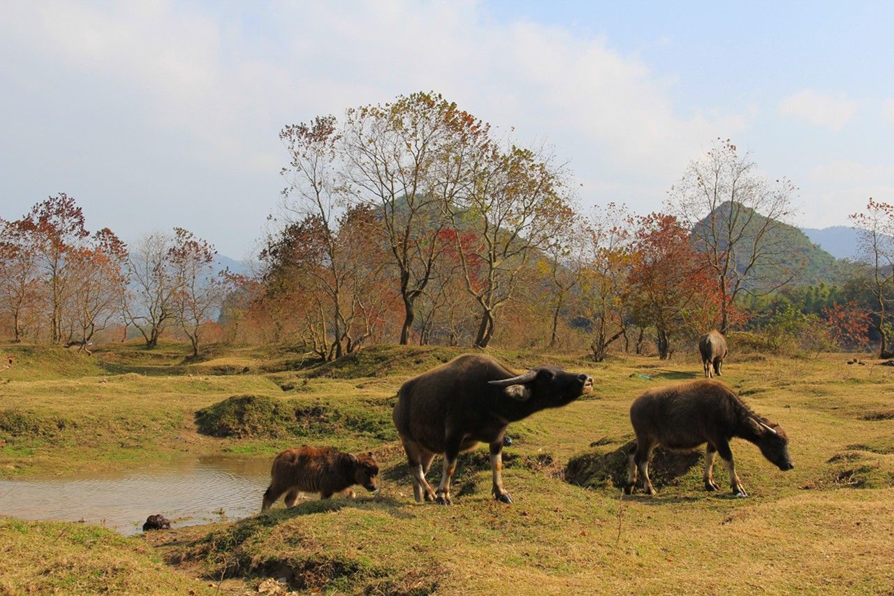 乡村版的都市爱情小说,农村爱情故事的小说